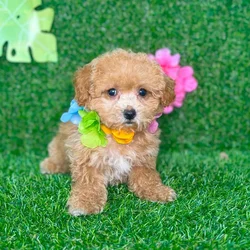 car_main_img_/media/ap_media/pets/BXMOXFTLQZTI134287.webp.250x250_q85.webp