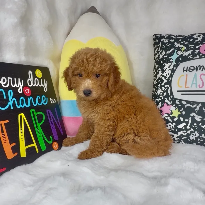 Male Mini Goldendoodle puppy named Curly Fry for sale at Puppy Dreams - Denton.