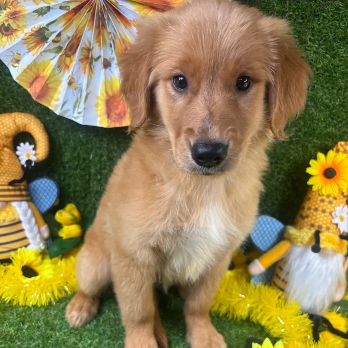 Female Golden Retriever puppy named Bailey for sale at Puppy Dreams - Arlington.