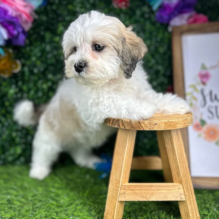 Male Teddy Bear puppy named *Frisco* for sale at Puppy Dreams - Mansfield.