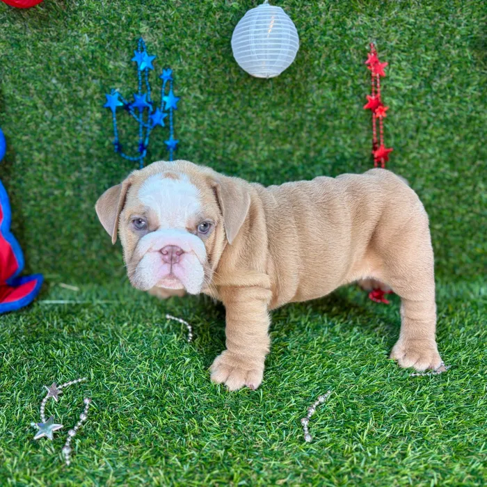 Female English Bulldog puppy named Rolls for sale at Puppy Dreams - Arlington.