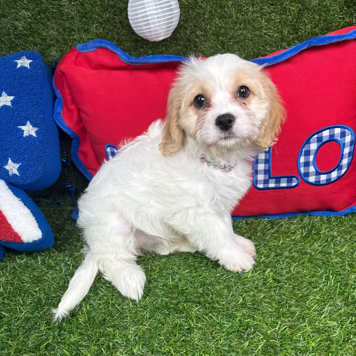 Female Cavachon puppy named Boba for sale at Puppy Dreams - Arlington.