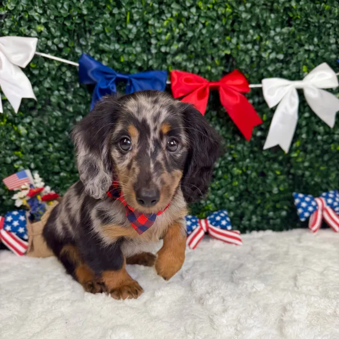 Male Dachshund puppy named Cowboy for sale at Puppy Dreams - Garland.