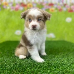 car_main_img_/media/ap_media/pets/CBSYYQEDFPBF131847.webp.250x250_q85.webp