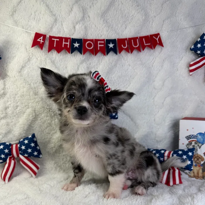 Female Chihuahua puppy named Princess for sale at Puppy Dreams - Garland.