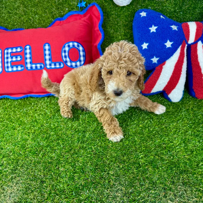 Male Mini Goldendoodle puppy named Rio for sale at Puppy Dreams - Arlington.