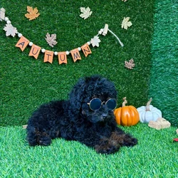 car_main_img_/media/ap_media/pets/CDNJCLJVXCNR138794.webp.250x250_q85.webp