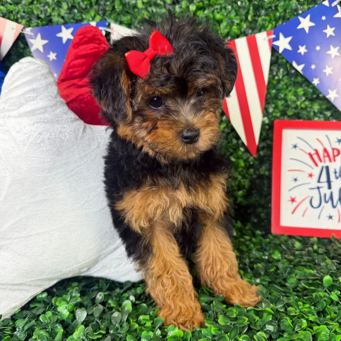 Female Yorkie-Poo puppy named Rosie for sale at Puppy Dreams - North Richland Hills.