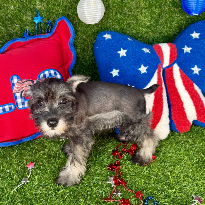 Female Mini Schnauzer puppy for sale at Puppy Dreams - Arlington.