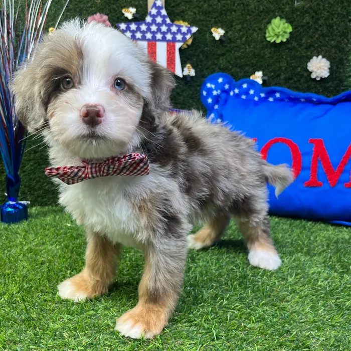 Male Bernedoodle Mini puppy named Cooper for sale at Puppy Dreams - Carrollton.