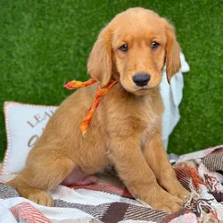 car_main_img_/media/ap_media/pets/CHTZUFDEZPYB139719.webp.250x250_q85.webp