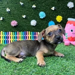 Male Chiweenie puppy named Chico for sale at Puppy Dreams - Carrollton.