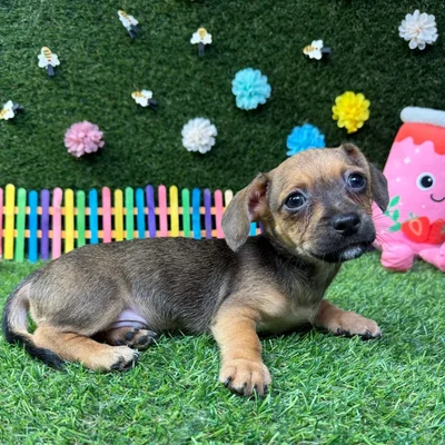 Male Chiweenie puppy named Chico for sale at Puppy Dreams - Carrollton.