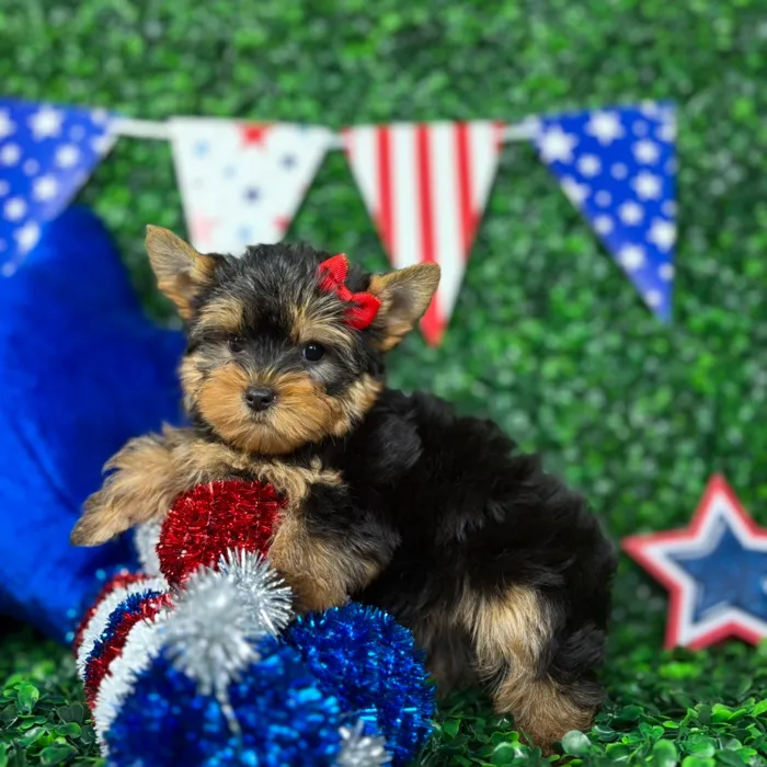 Male Yorkie puppy named Pickles for sale at Puppy Dreams - North Richland Hills.