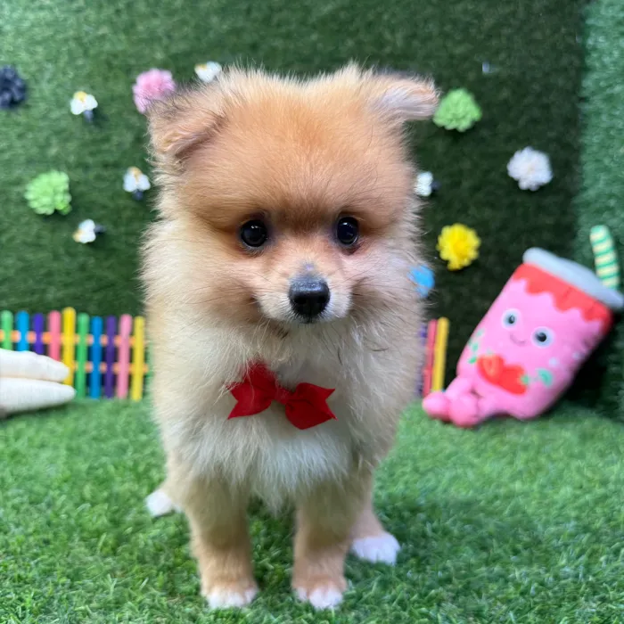 Male Pomeranian puppy named Ash for sale at Puppy Dreams - Carrollton.