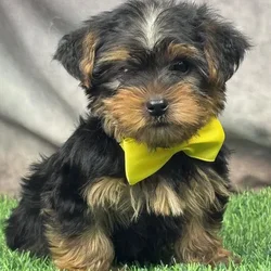 Male Yorkie puppy for sale at Puppy Dreams - Arlington.