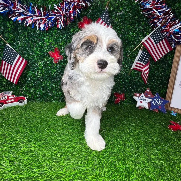Female Bernedoodle puppy named *Muffin* for sale at Puppy Dreams - Mansfield.