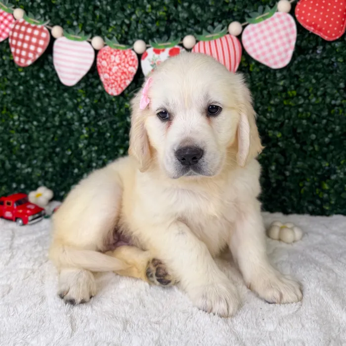 Female Golden Retriever puppy named Ruby for sale at Puppy Dreams - Garland.