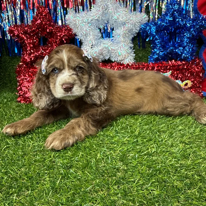 Female Cocker Spaniel puppy named Skye for sale at Puppy Dreams - Arlington.