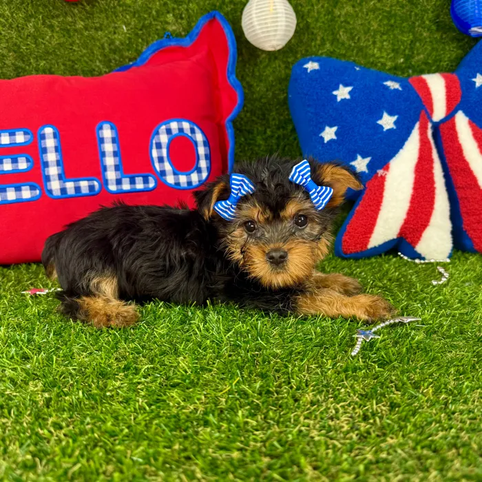 Female Silky Terrier puppy named Shorty for sale at Puppy Dreams - Arlington.