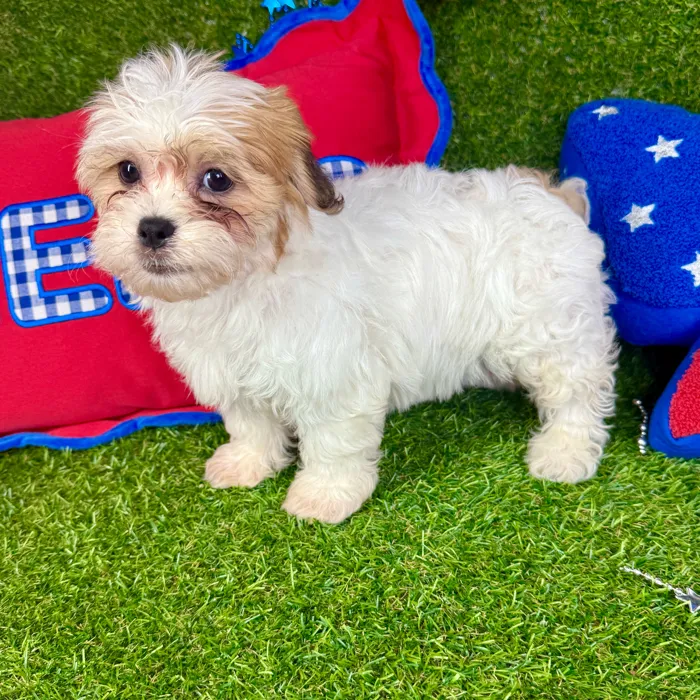 Male Teddy Bear puppy named Lucky for sale at Puppy Dreams - Arlington.