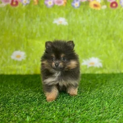 car_main_img_/media/ap_media/pets/CPRFGTEPVSCK142813.webp.250x250_q85.webp