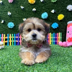 car_main_img_/media/ap_media/pets/CPSBDAUWWFOY376661.webp.250x250_q85.webp