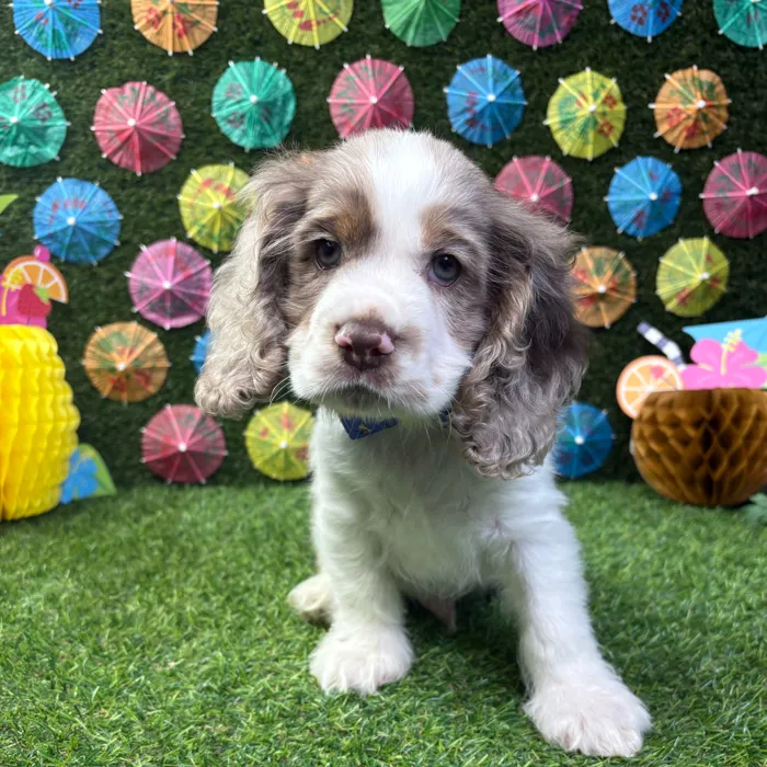 Male Cocker Spaniel puppy named Ollie for sale at Puppy Dreams - Carrollton.