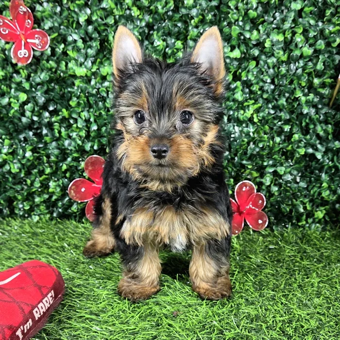 Male Yorkie puppy named *Waffles* for sale at Puppy Dreams - Mansfield.