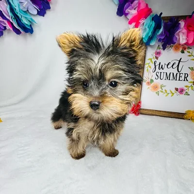 Male Yorkie puppy named *Zeus* for sale at Puppy Dreams - Mansfield.