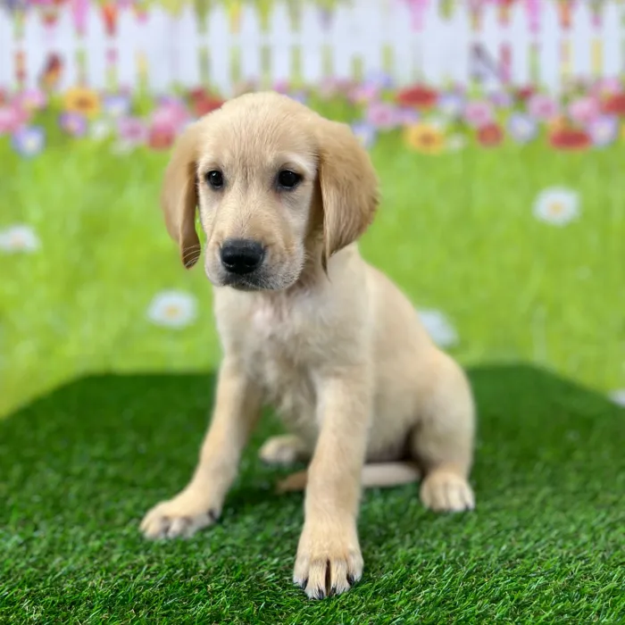 image_cropper_A5226DA5-FE82-4F1D-8CC6-B2EA1E3AD797-59737-0000116FCE24F54E.jpg