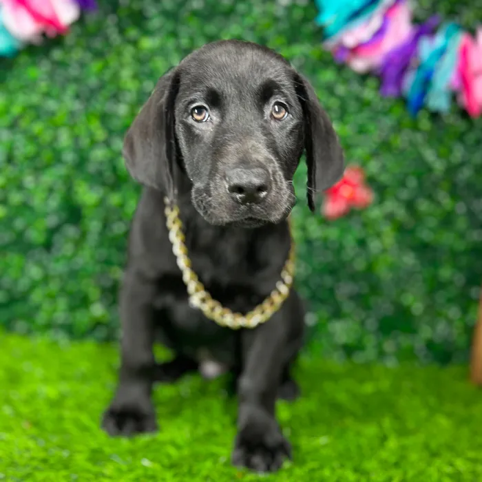 Male Labrador Retriever puppy named *Panther* for sale at Puppy Dreams - Mansfield.