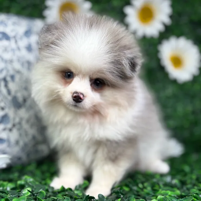 Male Pomeranian puppy named Lucas for sale at Puppy Dreams - North Richland Hills.