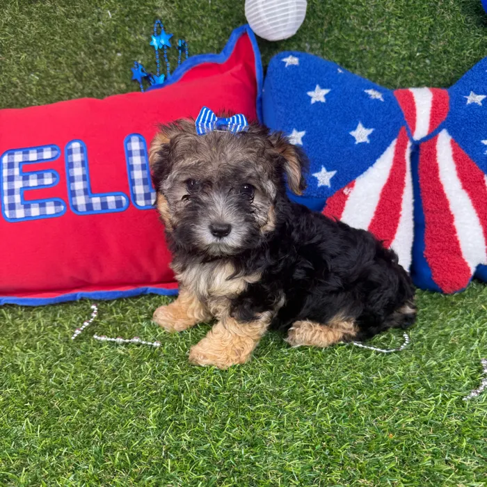Female Morkie puppy named Gemini for sale at Puppy Dreams - Arlington.