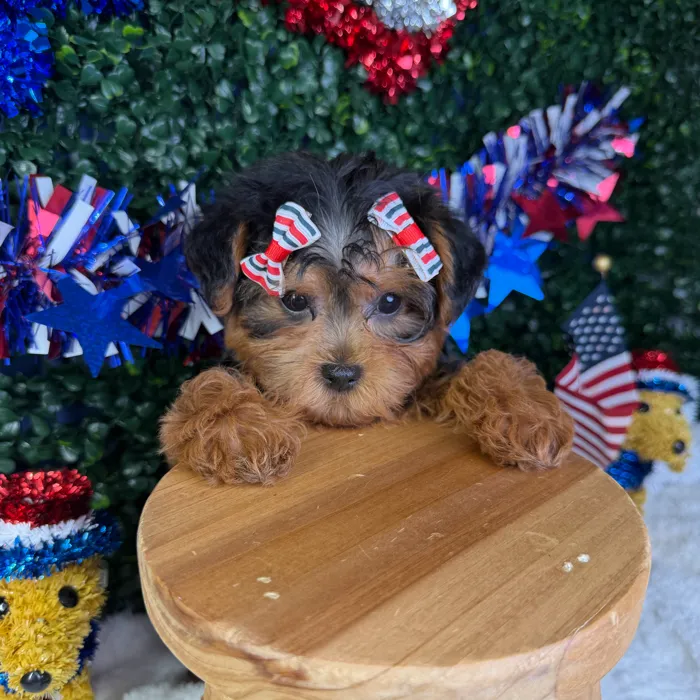 Female Yorkie-Poo puppy named Pearl for sale at Puppy Dreams - Garland.