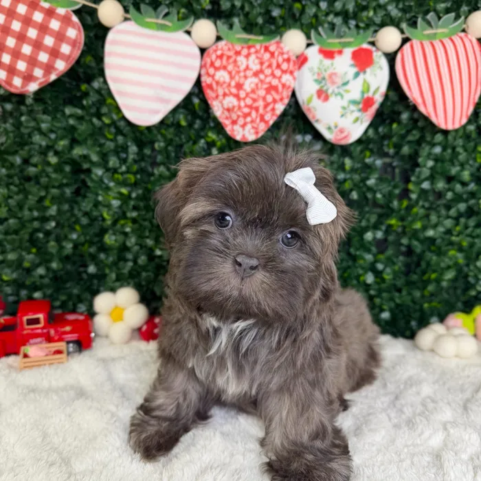 Female Shih Tzu puppy named Bella for sale at Puppy Dreams - Garland.
