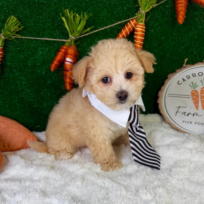 Male Maltipoo puppy named Finn for sale at Puppy Dreams - Garland.