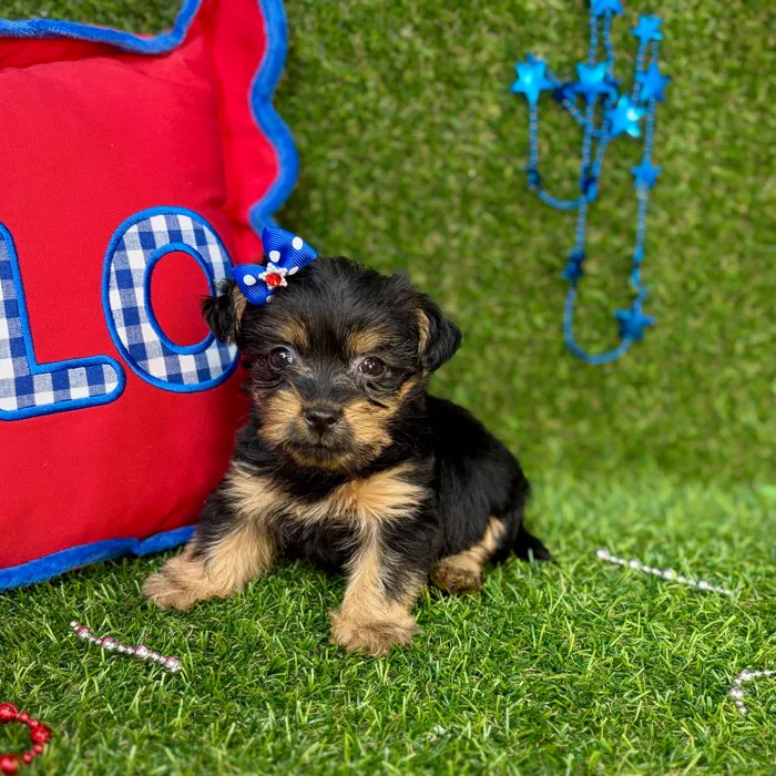 Female Yorkie puppy named Nala for sale at Puppy Dreams - Arlington.