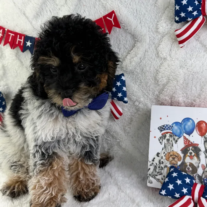 Male Mini Poodle puppy named Theo for sale at Puppy Dreams - Garland.