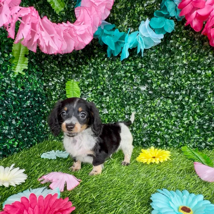 Male Dachshund puppy named Leopard for sale at Puppy Dreams - Denton.