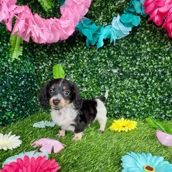 Male Dachshund puppy named Leopard for sale at Puppy Dreams - Denton.