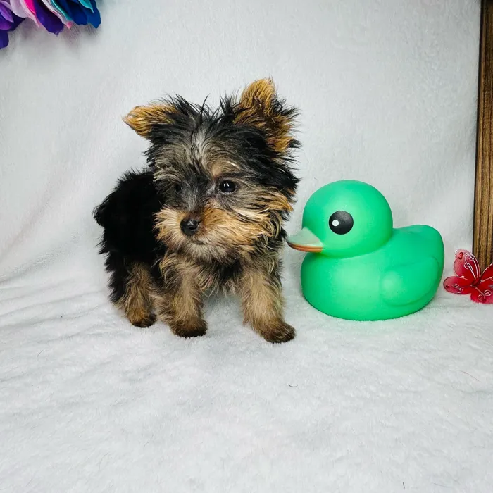 Male Yorkie puppy named *Zeus* for sale at Puppy Dreams - Mansfield.