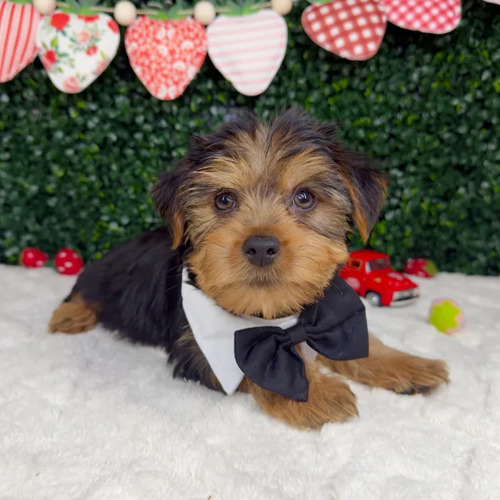 Male Yorkie puppy named King for sale at Puppy Dreams - Garland.