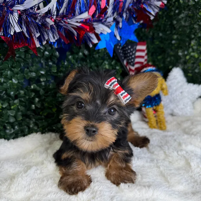 Female Silky Terrier puppy named Mochi for sale at Puppy Dreams - Garland.