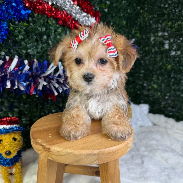 Female Morkie puppy named Ember for sale at Puppy Dreams - Garland.