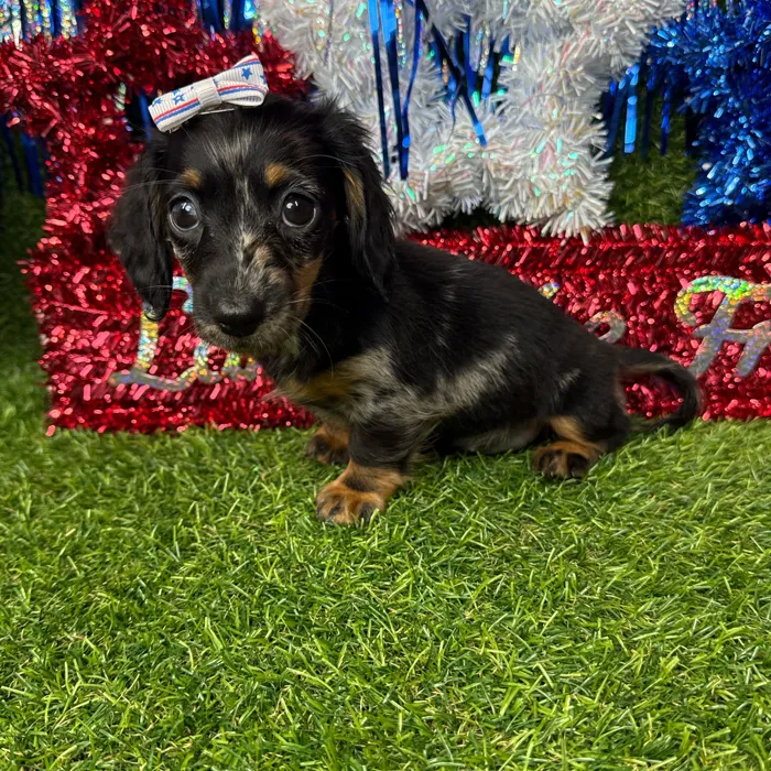 Female Dachshund puppy named Storm for sale at Puppy Dreams - Arlington.