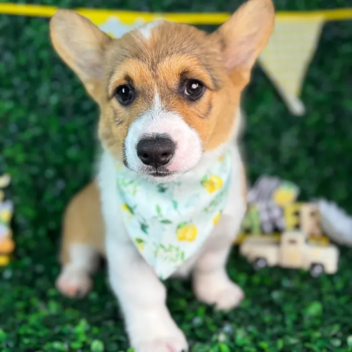 Female Pembroke Welsh Corgi puppy named Bailey for sale at Puppy Dreams - North Richland Hills.