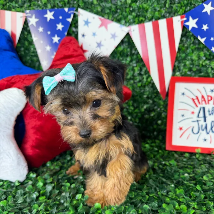 Female Yorkie puppy named Princess for sale at Puppy Dreams - North Richland Hills.