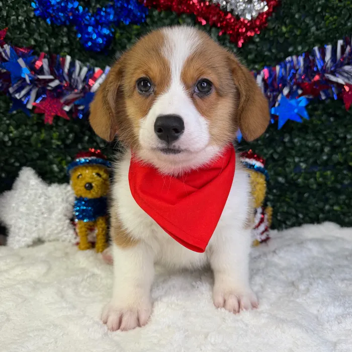 Male Pembroke Welsh Corgi puppy named Stitch for sale at Puppy Dreams - Garland.