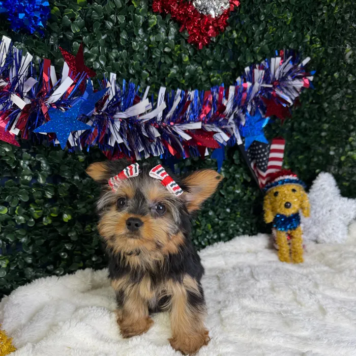 Female Yorkie puppy named Mimi for sale at Puppy Dreams - Garland.